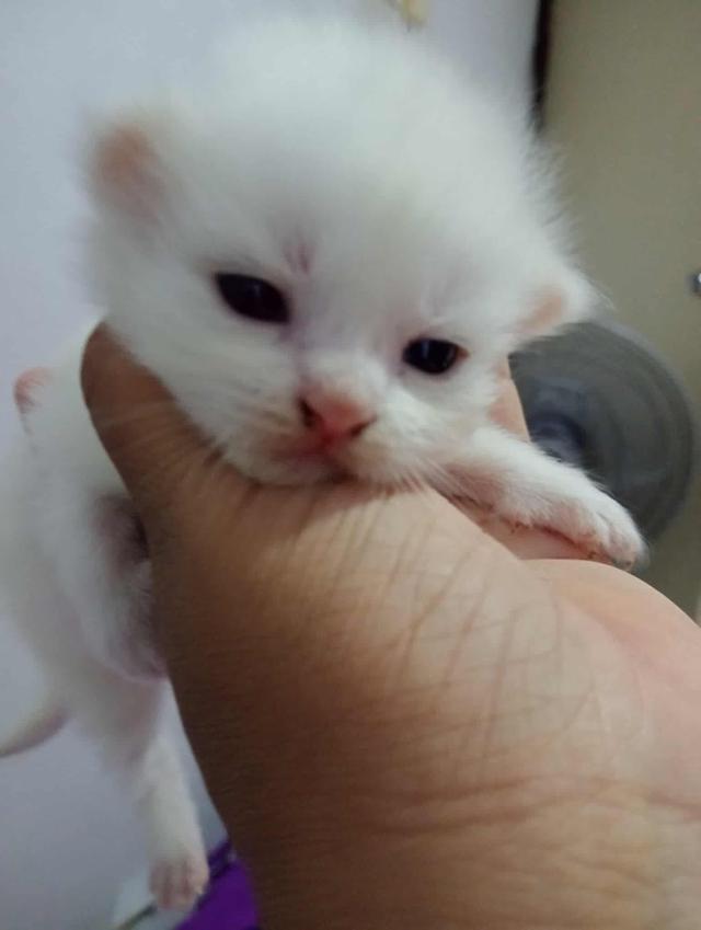 แมวเปอร์เซีย 4