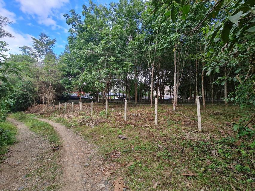 ขายที่ดินสวนยาง 2.40 ไร่ พร้อมโฉนด เหมาะแก่การลงทุน หลังวิทยาลัยการอาชีพปัว ต.ปัว จ.น่าน  8
