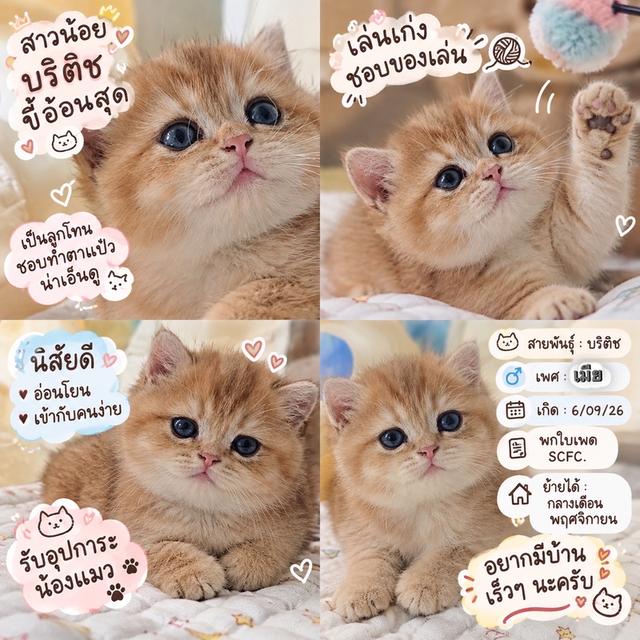 แมวบริติช เปิดให้จอง น้อง1เดือนบริติช สาวน้อย พกใบพด scfc พร้อมย้ายปลาย พฤศจิกายน