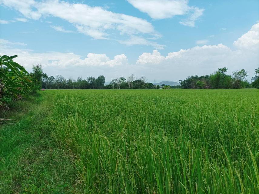 ขายที่ดิน 12ไร่ ต.สง่าบ้าน อ.ดอยสะเก็ด จ.เชียงใหม่ 4