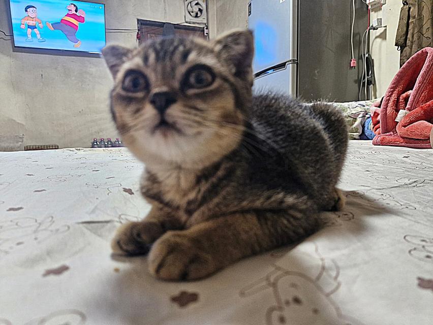 สัตว์เลี้ยง แมว แมวสก๊อตติส