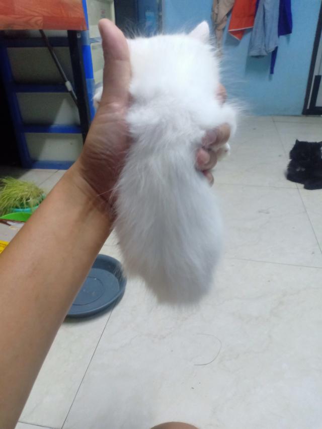 ลูกแมวเปอร์เซีย 8