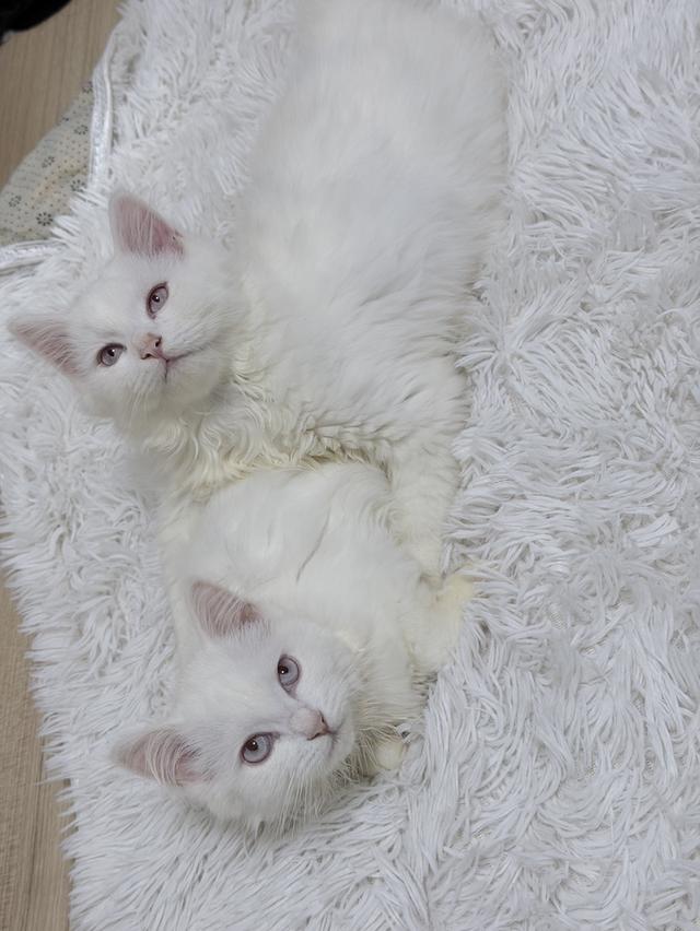 maine coon mixed cats 9