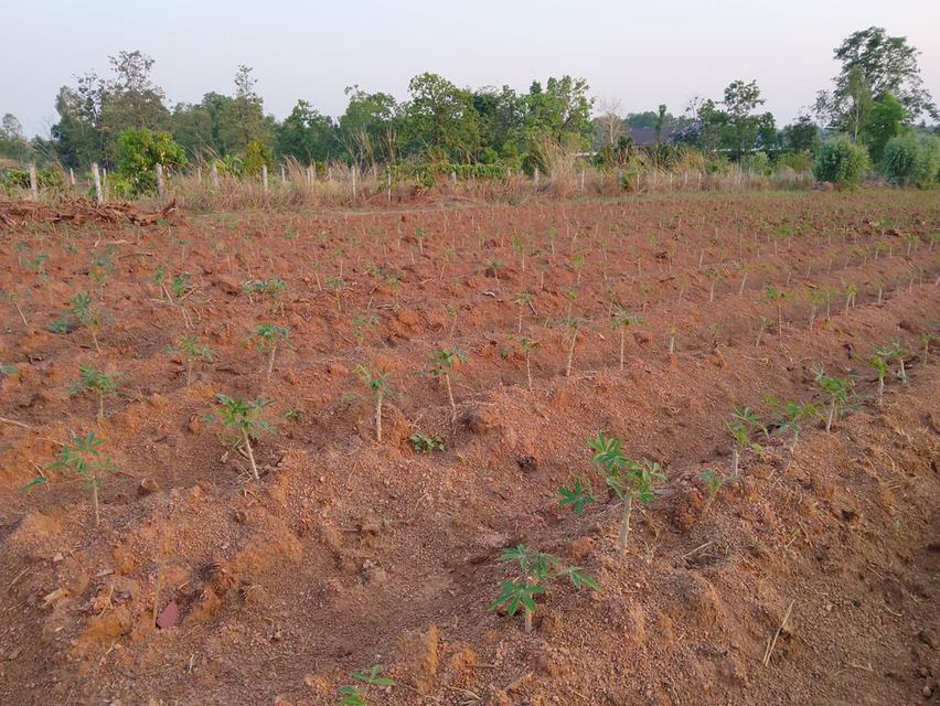 ขายที่ดิน จำนวน 6 ไร่ 2