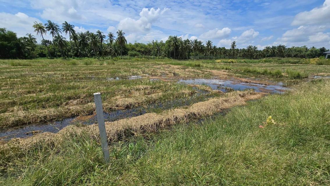 ขายด่วนที่ดิน 600 ตรว ติดถนนสาธารณะ ต.มหาสวัสดิ์ อ.พุทธมณฑล จ.นครปฐม 9