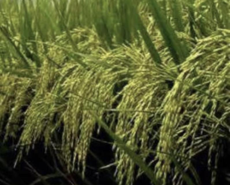 ฮอร์โมนพืช 1 ลิตรและรับจ้างผลิต 2