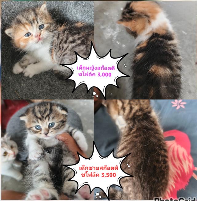 ลูกแมวสก็อตติชช์โฟล์ค