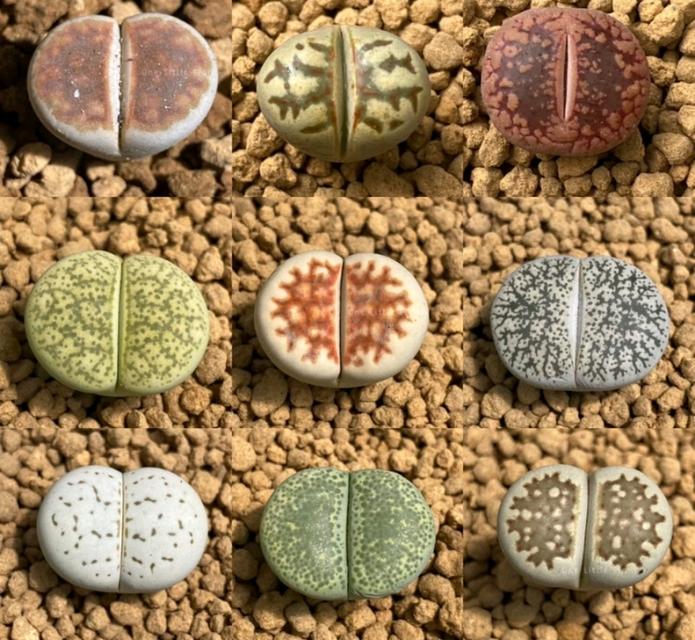 ไลทอป Lithops หลายสายพันธุ์ 2