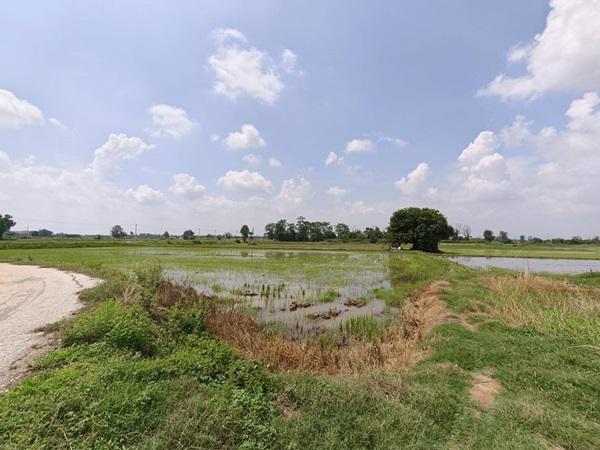 ขายที่ดิน ที่นา พิษณุโลก อำเภอวังทอง 19 ไร่ สวยมาก วิวนาสวย อากาศดี เงียบสงบ โทร 063-2825635 4