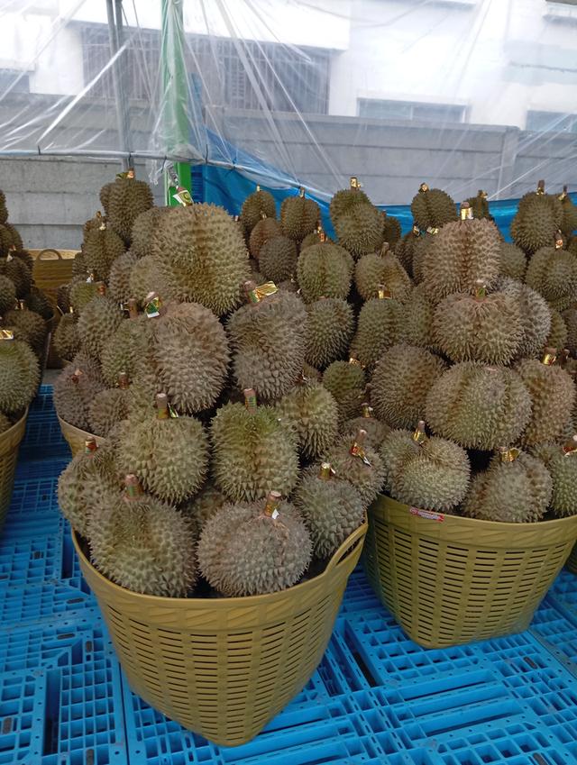 ทุเรียนหมอนทองเป็นลูกรับประกันเนื่อ