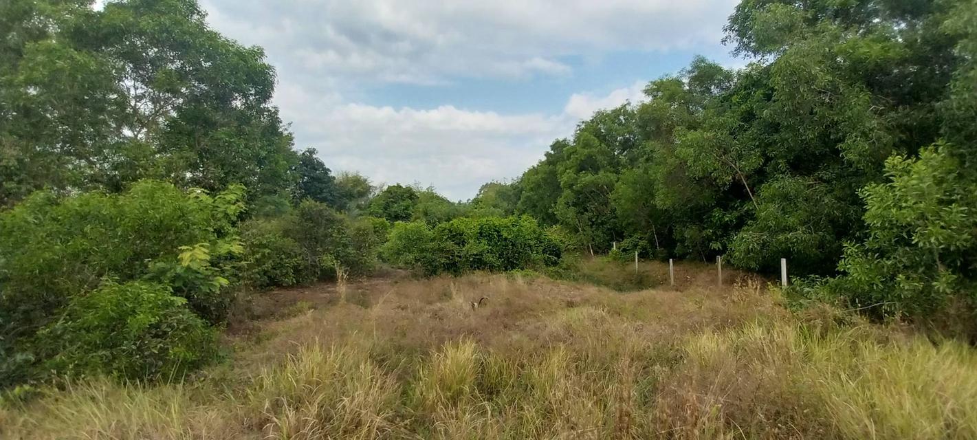 ที่ดินเปล่า จำนวน 1 ไร่ 1