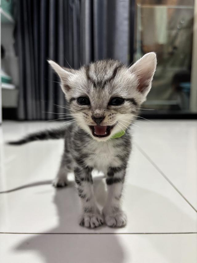 ลูกแมวพันธุ์ American Shorthair