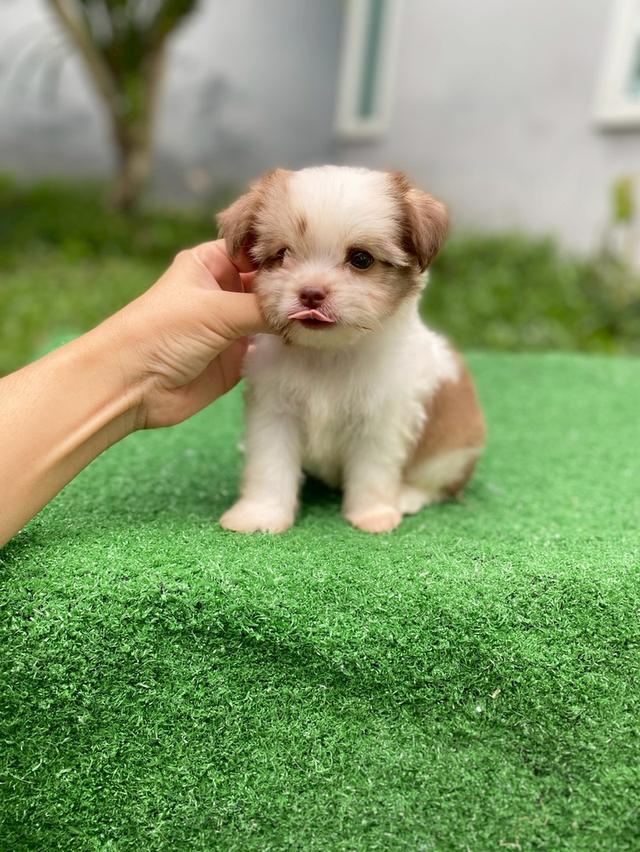 ชิสุห์ผสม ตัวเล็ก น่ารักมากๆ รูปที่ 8