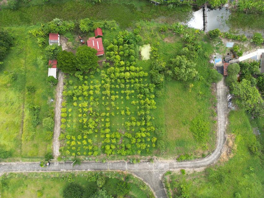 ที่ดินสุวินทวงศ์ หนองจอก กรุงเทพ เนื้อที่ 2 ไร่ 84 ตรว 9