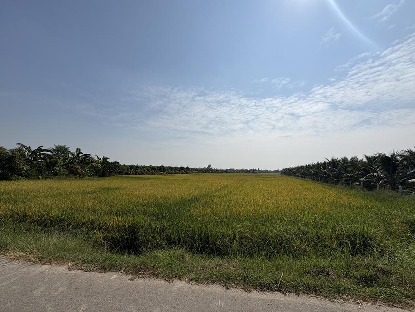 ที่ดิน 6 ไร่ 2 งาน (ติดถนน) ต.คูบัว อ.เมือง จ.ราชบุรี 6