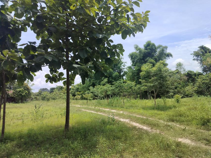 ที่ดินติดถนนสี่เลน ทางหลวง 227 9