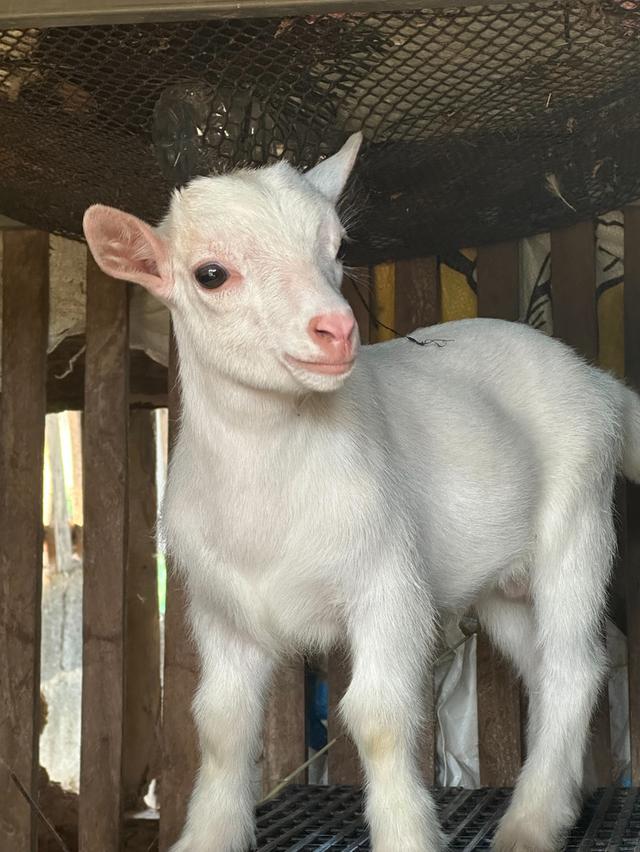 แพะแคระ minipygmy goat รูปที่ 2