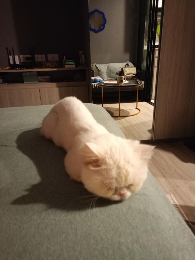 A half persian cat aged 5+ is looking for a new owner.The cat is very sociable and in need of the person who will be able to spend enough time with hi รูปย่อยที่ 2