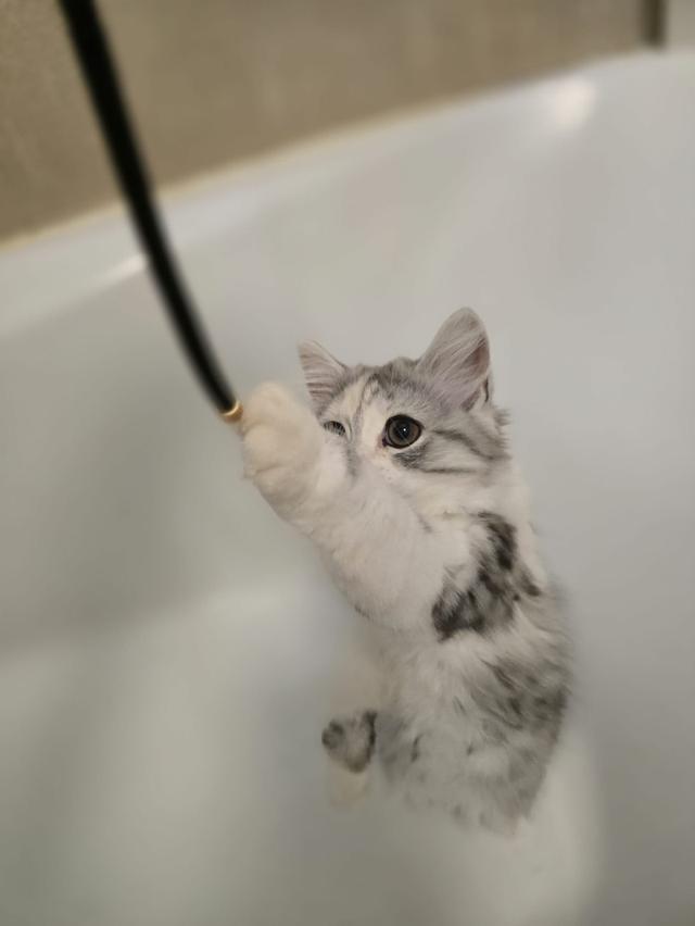 แมว สก็อตติชโฟลด์หูตั้งเสี้ยว Himalayan