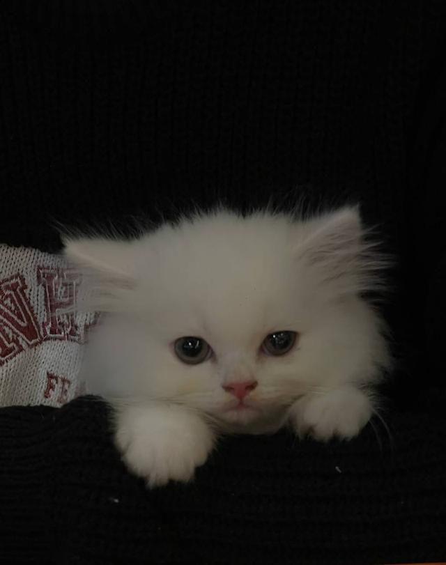 ลูกแมวเปอร์เซีย น้องสีขาว ตาฟ้า  น่ารักขึ้อ้อน ฟอรม์หมีขนแน่น 2 เดือนนิดๆฝึกง่าย
