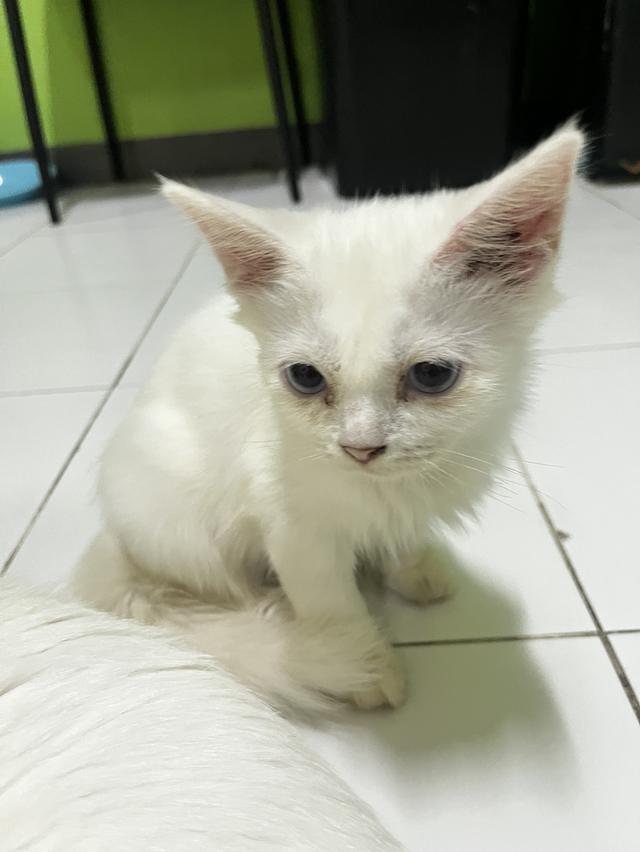 ขายแมวขาวมณีแมวเด็กด่วน รูปที่ 4