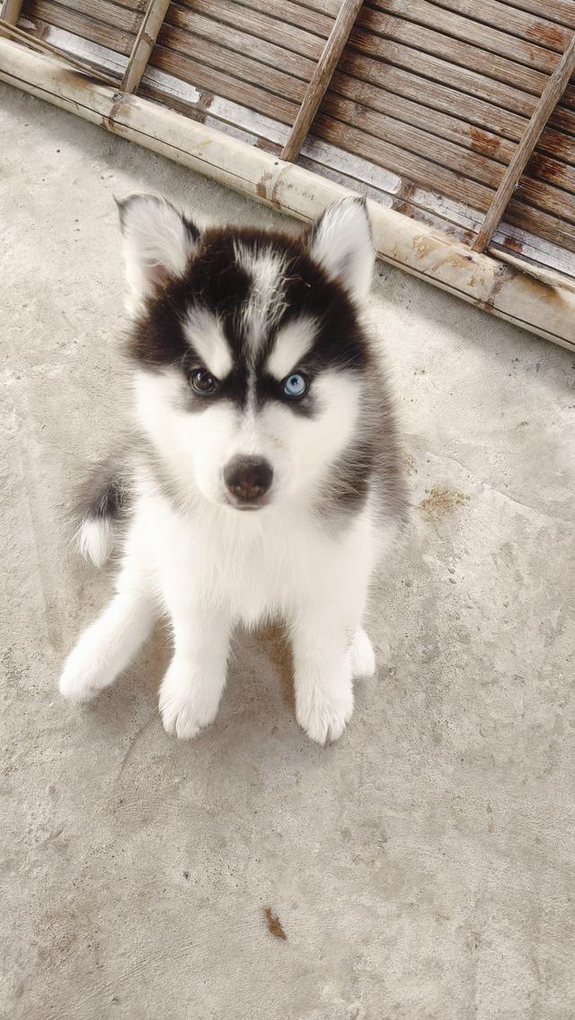 สุนัขพันธุ์ไชบีเรียนตาสีฟ้าเพศผู้ รูปที่ 4