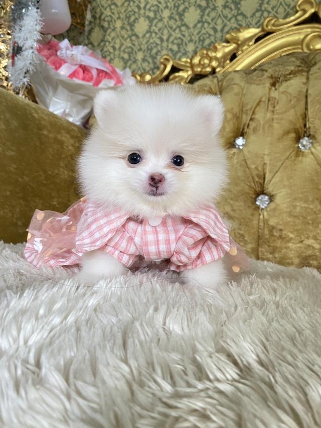 ขายลูกปอมแท้ แถมอาหารพร้อมเลี้ยง จัดส่งฟรี