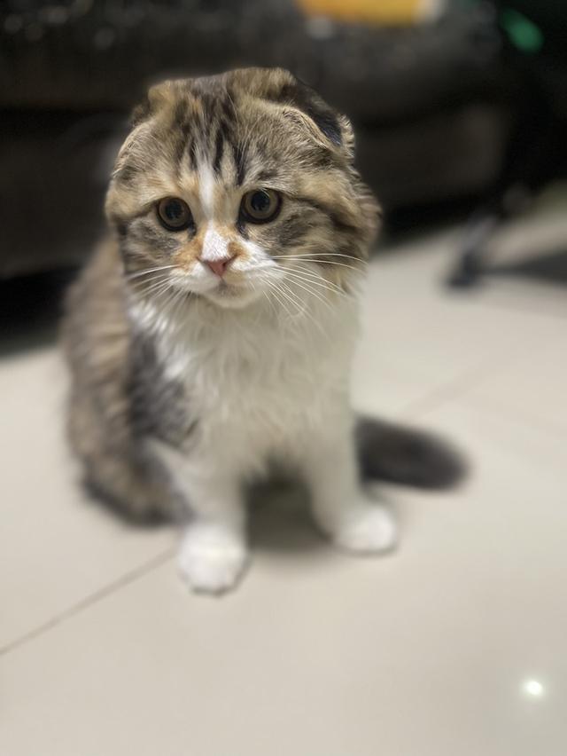 แมวสามสีนำโชค(หญิง3เดือน)เกิด9/9/68 6