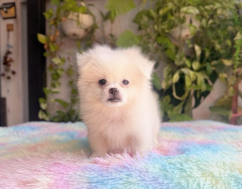 ปอมผสมชิวาวาสีครีม เพศเมีย พิกัดรามอินทรา 9