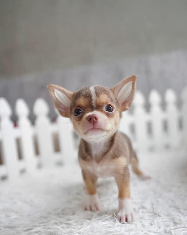 Chihuahua puppies  WhatsApp me : +66 63 826 3042