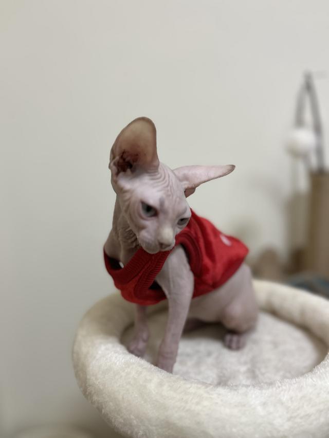 แมวสฟิงซ์ตาฟ้า spyhnx cat