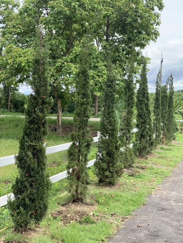 ขายกิจการ บูทีส โฮเทลและร้านอาหารสวนสวย เชียงใหม่ Sale Boutique Hotel and Restaurant with run business immediately in Sankhamhaeng Chiang Mai 2