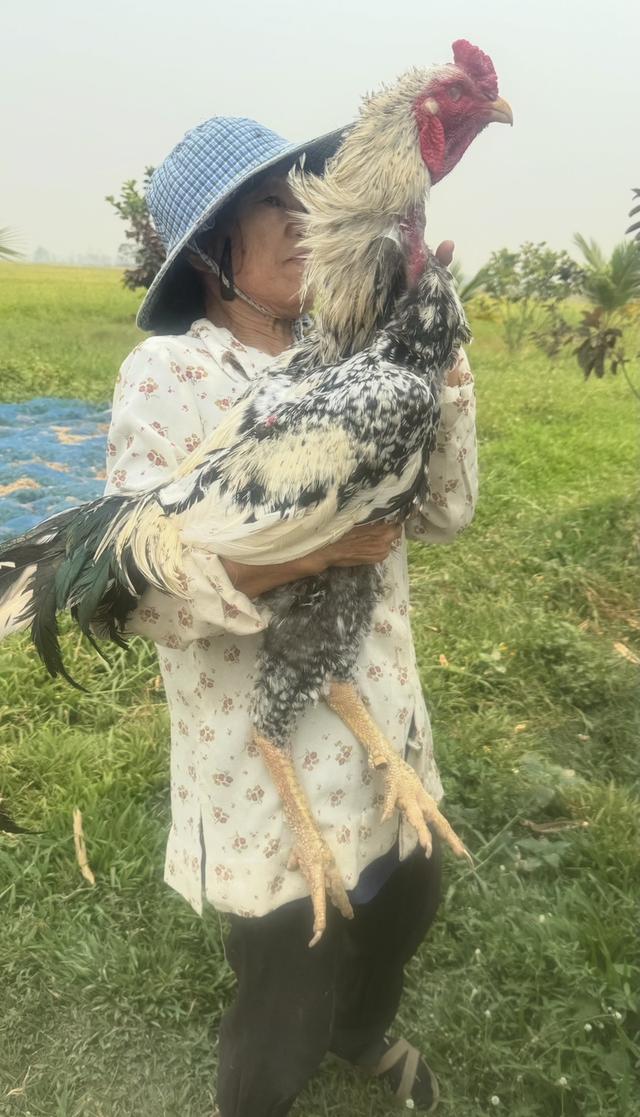 ลูกไก่ยักษ๋บราซิล รุ่น 1 เดือน