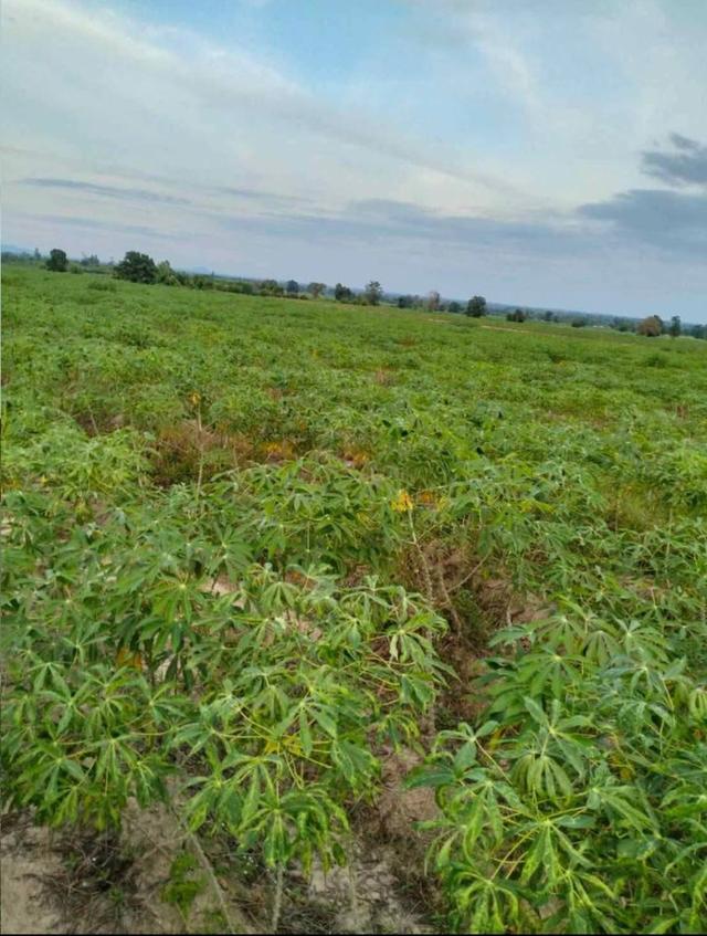 ขายที่ดิน 6