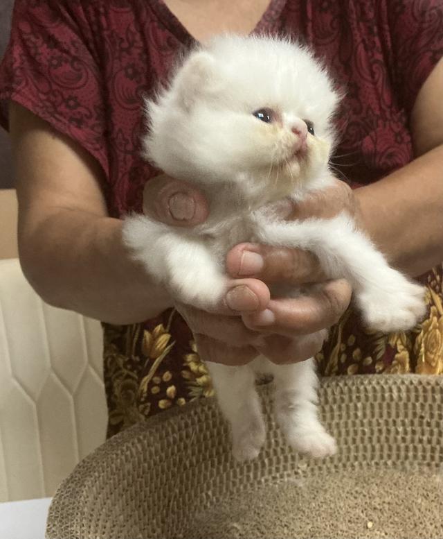 ลูกแมวเปอร์เซียหน้าบี้หน้าหล่น ขาว  รับน้องได้หลัง 23 มีค 69 เปิดกล้องดูก่อนได้ค่ะ รูปที่ 9