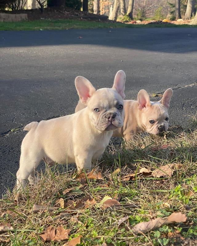 French Bulldog Puppies  WhatsApp me : ( +63 985 762 7466 )