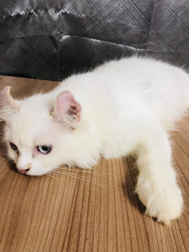 น้องแมวพันธุ์ อเมริกันเคิร์ลผสมหิมาลายัน เพศผู้ ( หูบิน ) ตาสีฟ้า ขอบตาสีเหลือง หางสีเหลือง