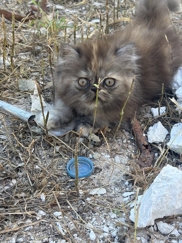 น้องแมวเปอร์เซียผสมสก๊อตติช 2000❗️ 2