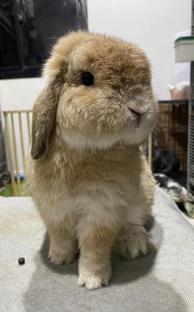 Holland Lop หาบ้านใหม่ 2