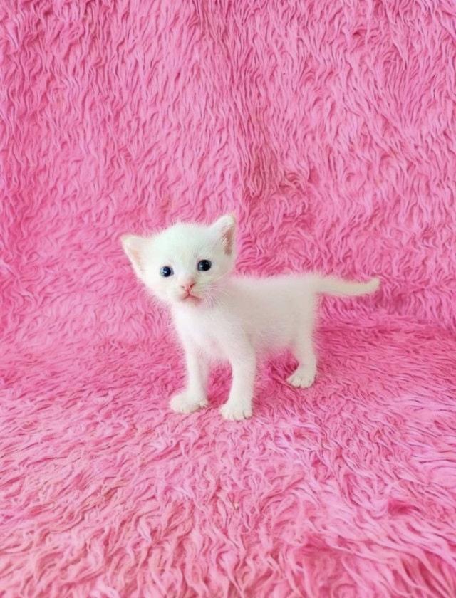 ขายลูกแมว สก็อตติช สีขาว 1