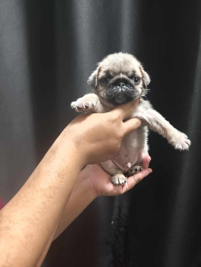 หมาปั๊ก