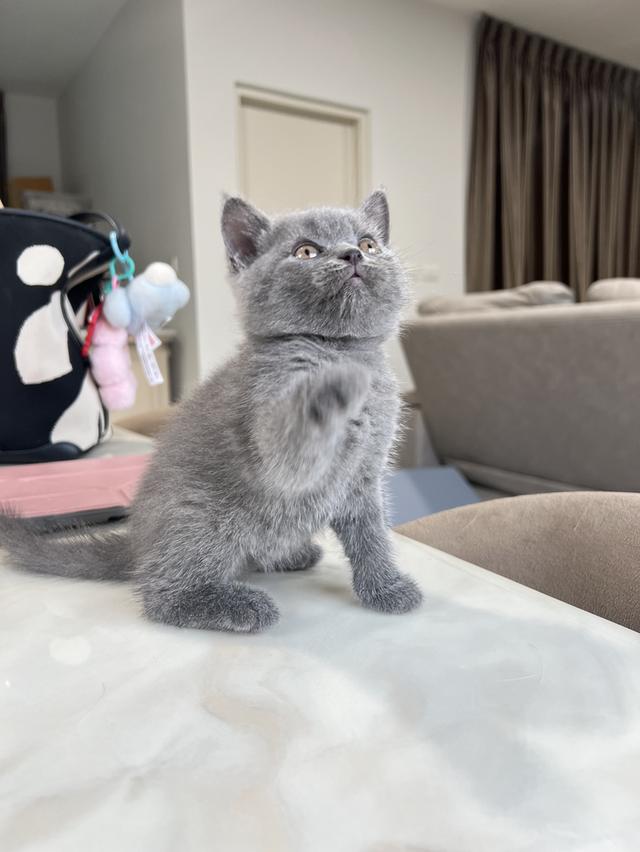 British Shorthair บริติช ช็อตแฮร์ สายพันธุ์แท้ WCF