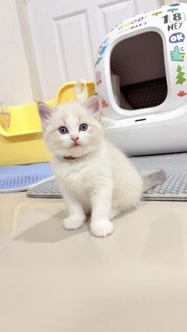 แมวสายพันธุ์Ragdoll  ผู้หญิง 40,000 บาท  ตรวจสุขภาพก่อนย้ายบ้าน  มีใขเพ็ด WCF  ทำวัคซีนแล้ว รูปที่ 2