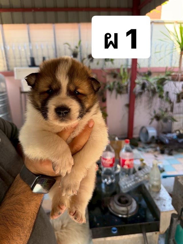 บางแก้วแท้ พ่อแม่สายประกวด เชื้อดี รู้ความสุดๆ #พร้อมใบเพ็ดชมรมบางแก้วประเทศไทย TBC สนใจทักได้ครับ