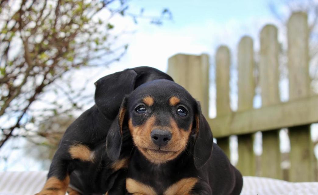 dachshund puppies For Sale