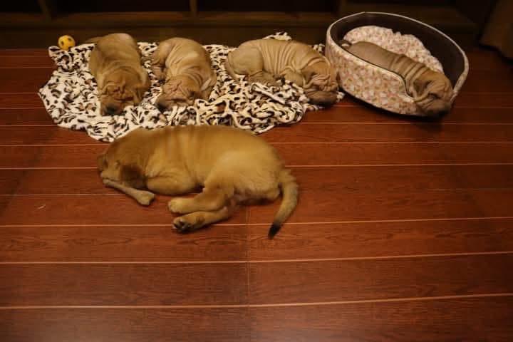 ลูกสุนัข Shar Pei นำเข้า 2