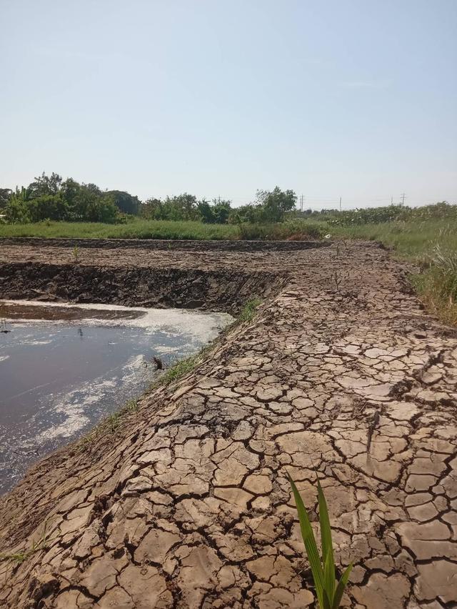 ขายที่ดินเปล่า 525 ตารางวา ติดถนนคอนกรีต ซอยเทศบาลบางปู 83 3