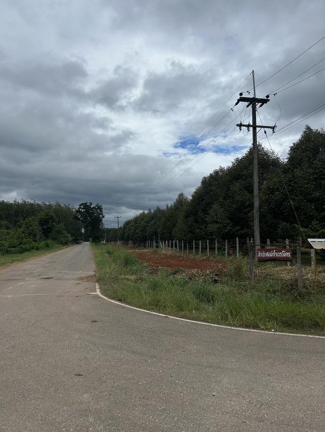 ขายสวนทุเรียน ชำฆ้อ หมู่5 เขาชะเมา 4