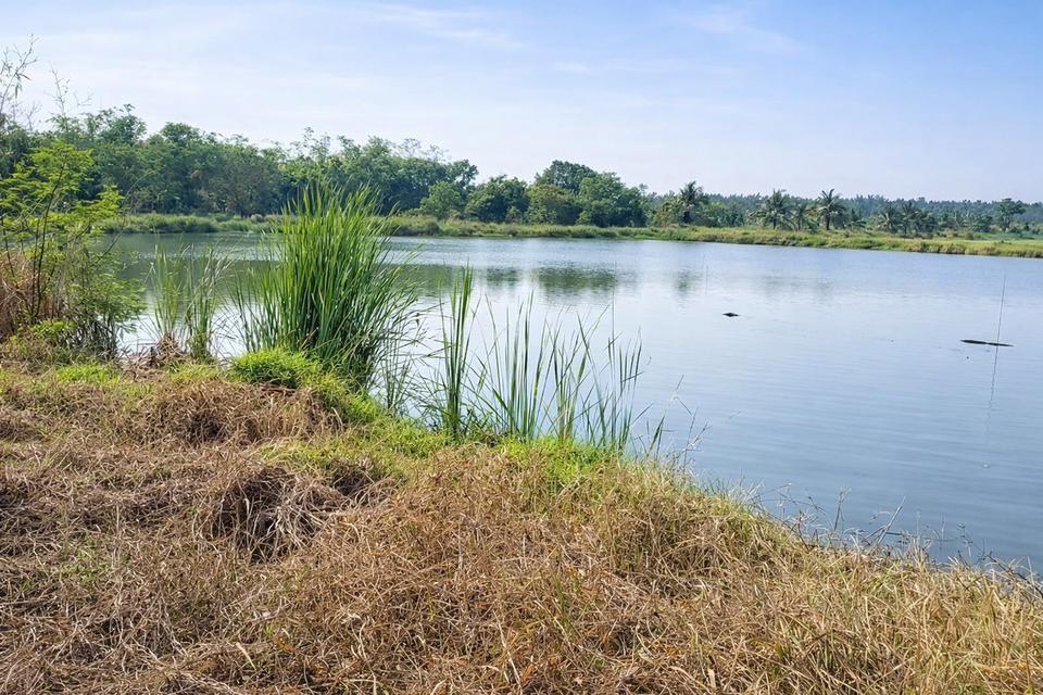 ขายที่ดินแปลงเดียว 2 โฉนด 250 ไร่ หนองหมู วิหารแดง สระบุรี เหมาะทำเกษตรและลงทุน 6