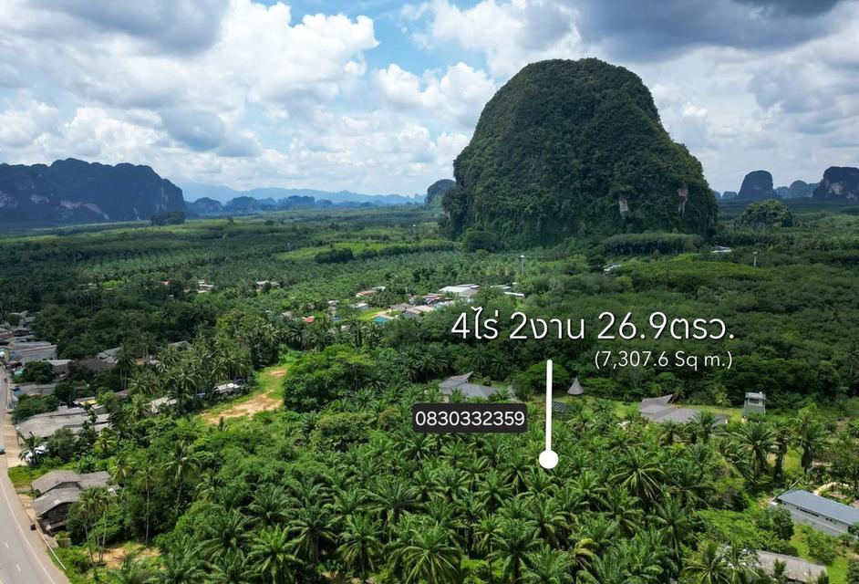ที่ดินสวนปาล์ม ในเขตชุมชน